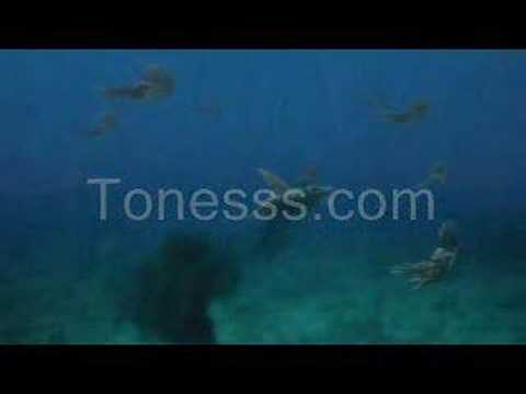 Sea Monsters: a Prehistoric Adventure (Trailer)