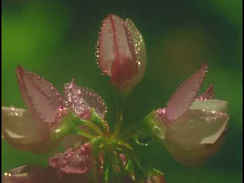 Summer Meadow (16mm, trailer)
