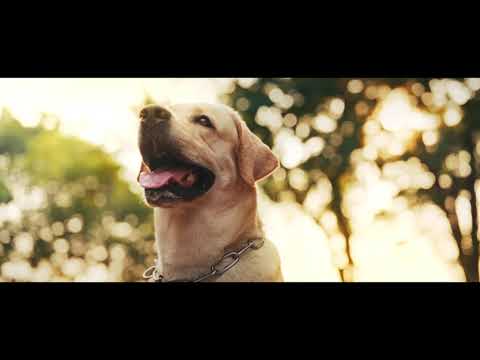 [ Official Teaser ] “ PAWS OF FATE “