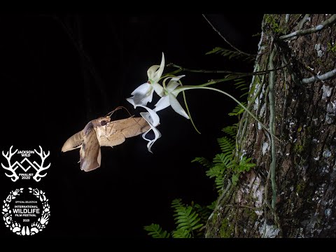 Chasing Ghosts | bioGraphic