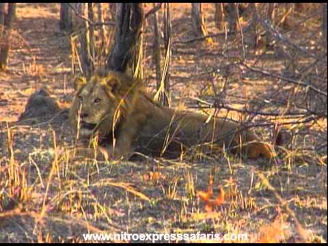 Shot To Death Trailer