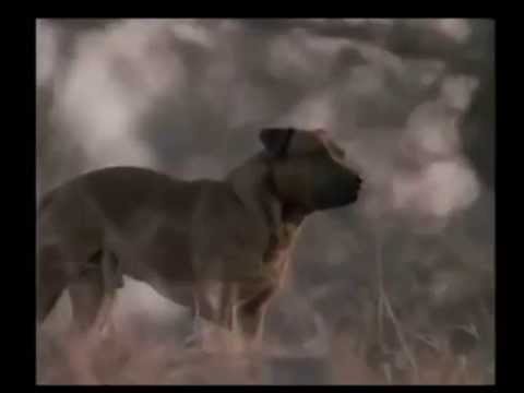 Jock of the Bushveld (1986)
