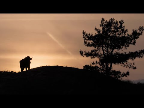 Europe's New Wild - Trailer