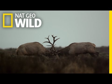 Yellowstone's Fiercest Five | Wild Yellowstone