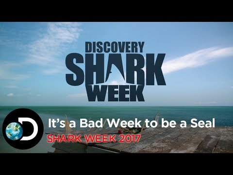 It's A Bad Week To Be A Seal | Shark Week 2017