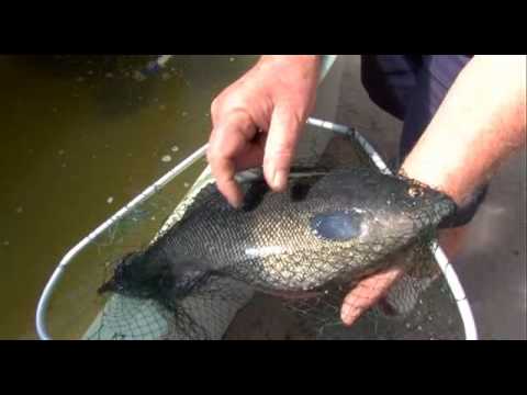 Aquaponics Made Easy DVD