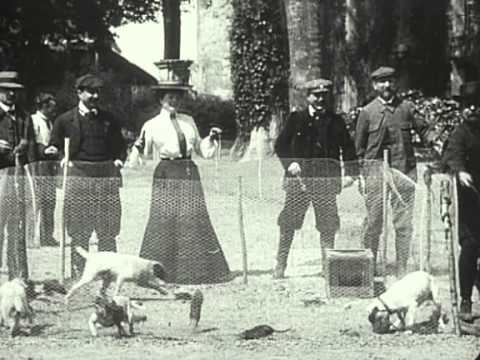 Фокстерьеры и крысы / Fox terriers et rats 1902