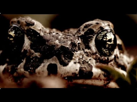 Trailer: The Purkinje Effect