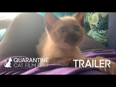 QUARANTINE CAT FILM FESTIVAL Official Trailer #1 (2020)