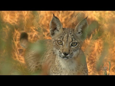 Wildmed, el último bosque mediterráneo