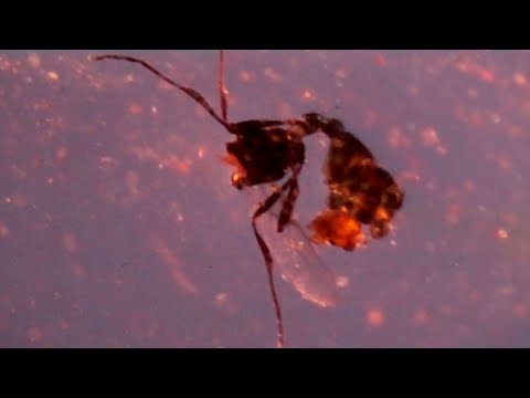 Plant (879 pages, 33 days) – teaser | IFFR 2021