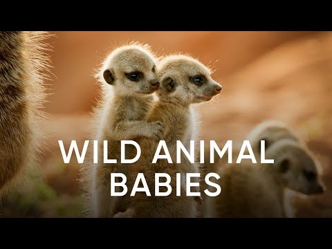 Wild Animal Babies | Sky Nature | Available Now