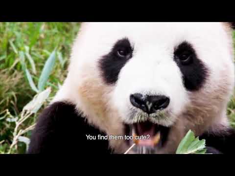 PAS PLUS BÊTES (english subtitles)