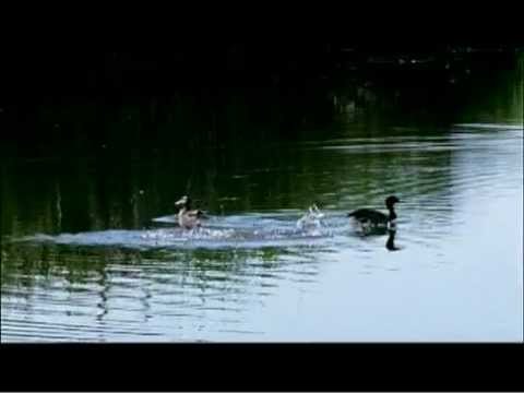 Birdie & Bogey - Official Trailer