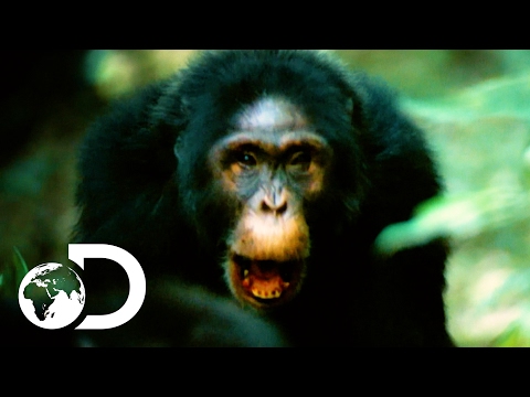 NEW | Rise of the Warrior Apes