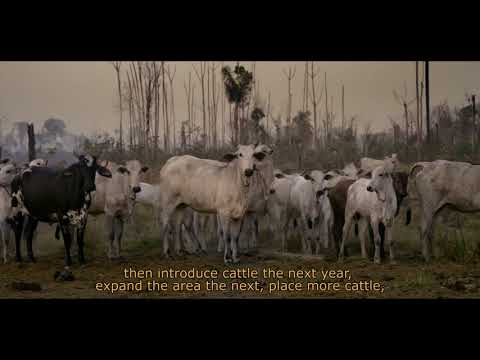 SOB A PATA DO BOI - Trailer