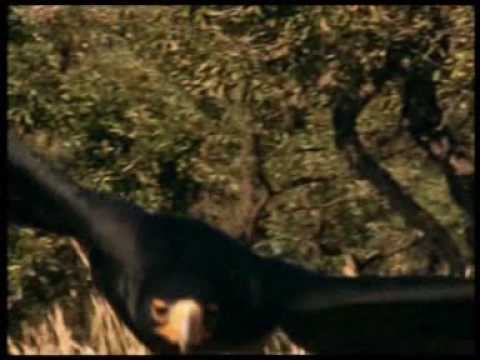 Walking with Caveman (trailer)