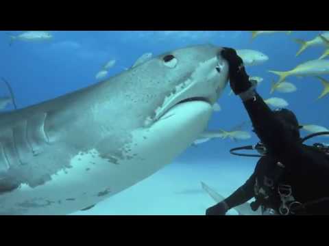 Tales By Light: Series 2 Trailer in 4K