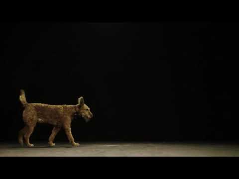 Dogs & Us - The Secret of a Friendship /Roblox Adopt Me: Pets List