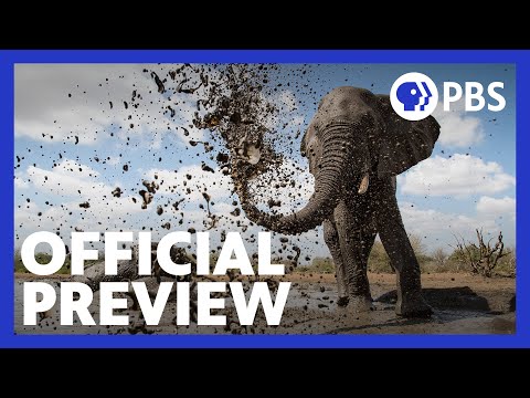 Life at the Waterhole | Official Preview | PBS