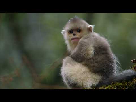 19. MAFF | Rare Survivors - China’s iconic Wildlife - trailer