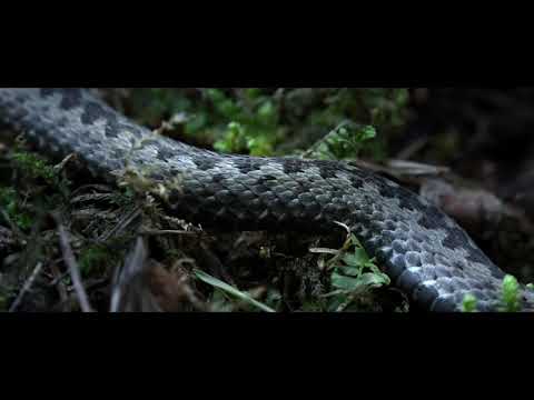 The Ancient Woods - Trailer