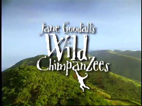 Jane Goodall's Wild Chimpanzees