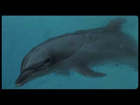 『ドルフィンブルー フジ、もういちど宙へ』予告編