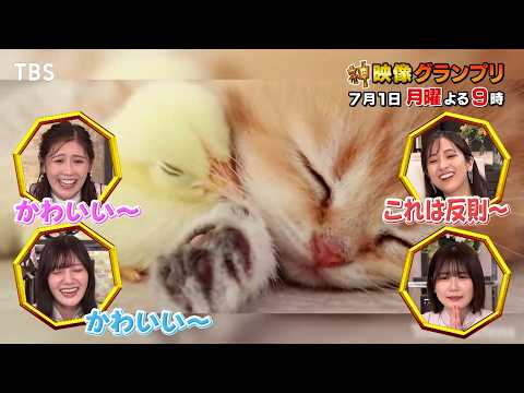 今度の｢神映像｣はヤバいらしい!!『神映像グランプリ』7/1(月)【TBS】