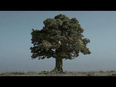 BESIEGED BREAD - TRAILER