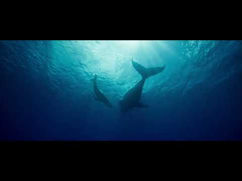 Whale Nation (2023) - Trailer HD