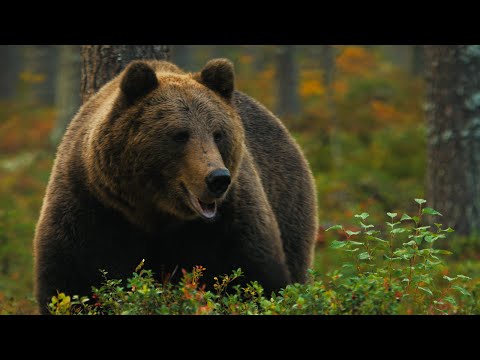 Ukonvaaja - Trailer #1