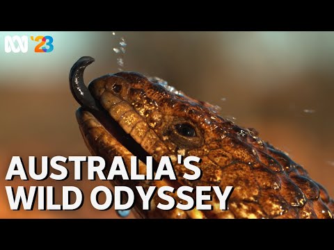 Australia's Wild Odyssey | Coming to ABC in 2023 | ABC TV + iview