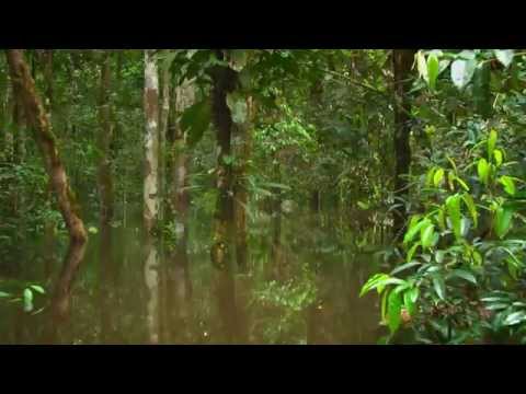 TRAILER LA SELVA INFLADA ESPANOL