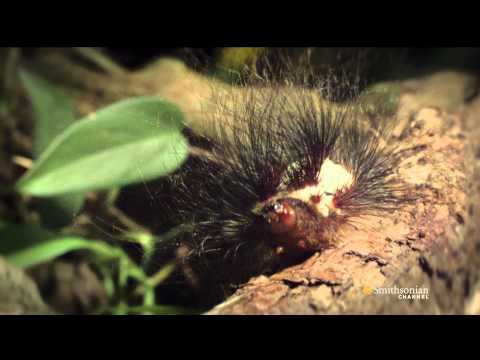 Secret Life of the Rainforest - Wildscreen Festival 2012