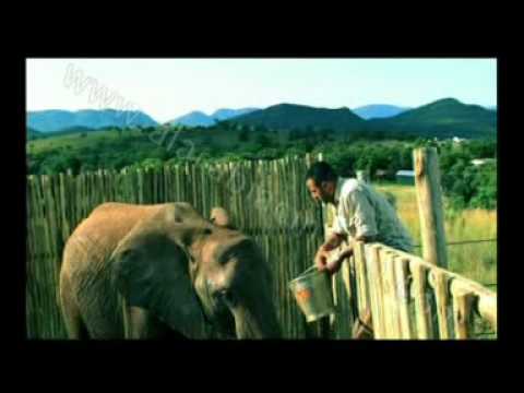 تريلر فيلم أفريكانو