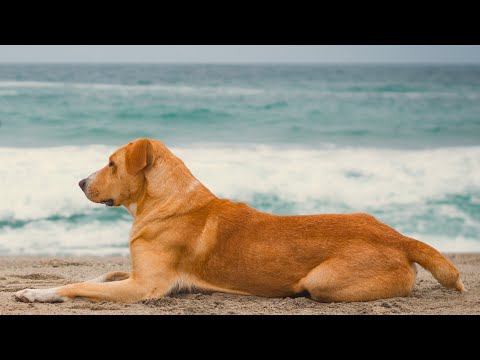 TRAILER OFICIAL VAGUITO