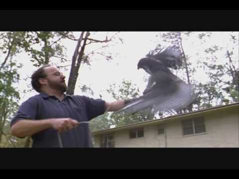 The Hawk Is Dying - Trailer