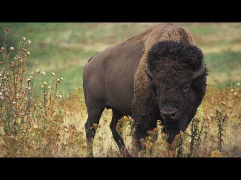 'The Issue with Tissue' Trailer