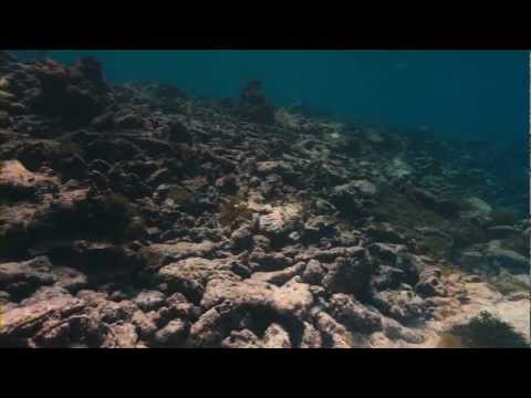 The Last Reef - Trailer