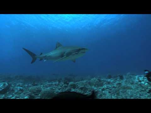 +/- 5 mètres trailer