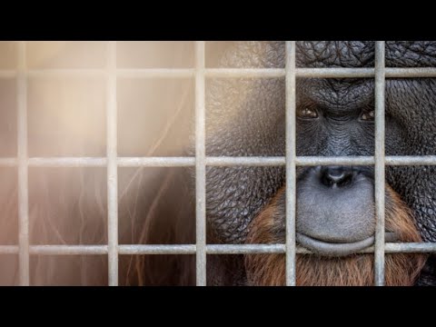 Eyes of the Orangutan I Trailer