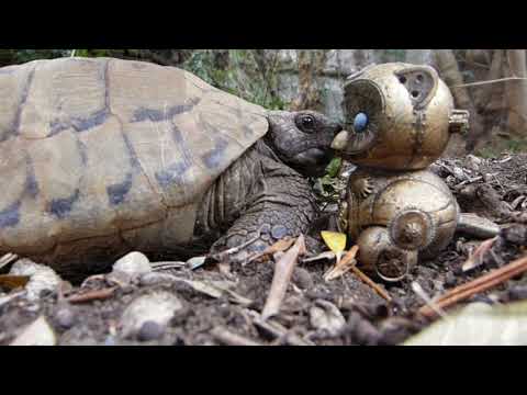 WITCHES OF EVERLAND trailer