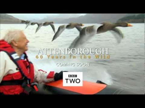 Attenborough: 60 Years in the Wild - Trailer - BBC Two