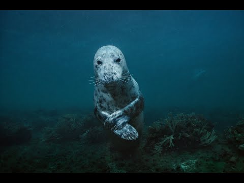 Sea Change: The Gulf of Maine, a NOVA Special Presentation - Preview