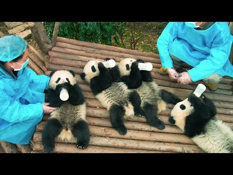 PANDAS - OFFICIAL TRAILER [HD]