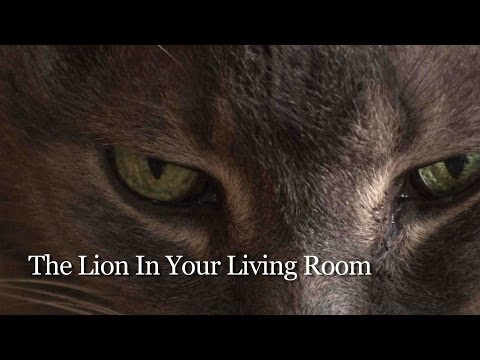 The Lion In Your Living Room - Teaser