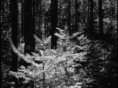 The Forest and The Sea (16mm, trailer)