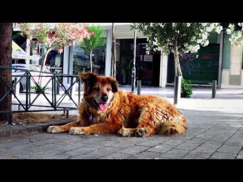 "Dogs of Democracy" - trailer