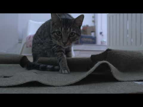 A Day at the Cat Cafe